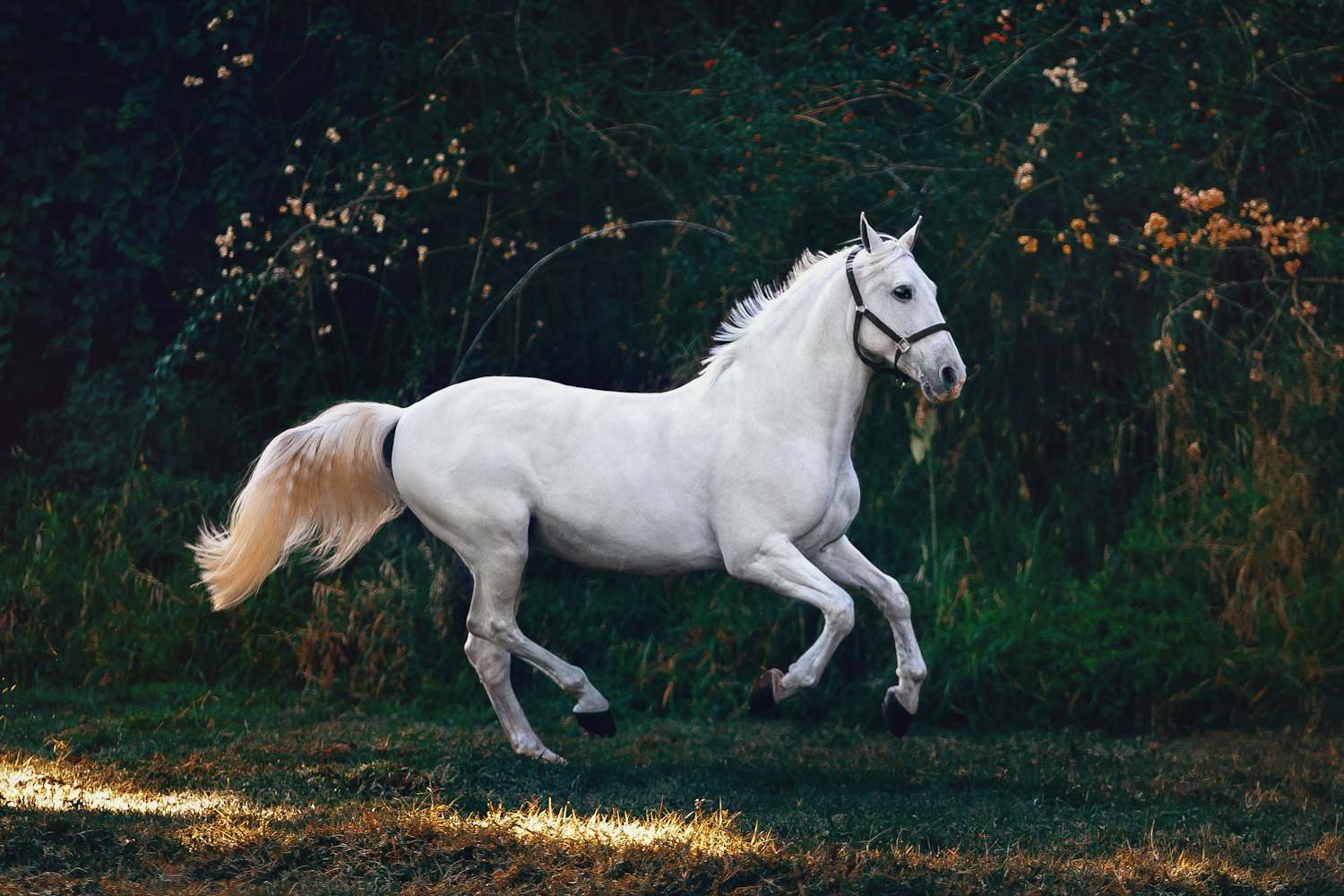 Olympische eventing in Antwerpen